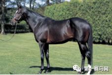 「特稿」数一数，谁是最强的世界纯血种公马？