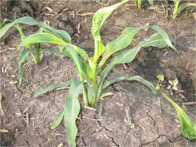 万能药芸苔素内酯,芸苔素内酯可以连续用吗