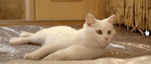 猫被领养后的真实生活,收养一只流浪猫几个月了野性难改