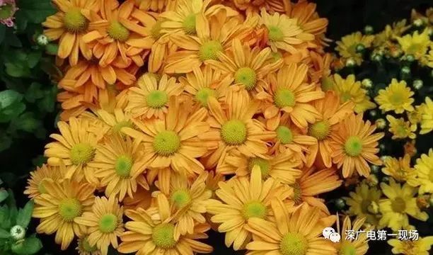 深圳东湖公园菊花展结束,深圳东湖公园菊花展延期