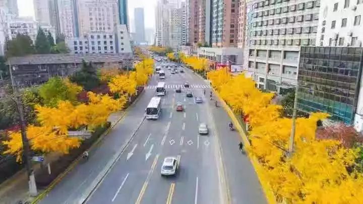 满城尽带黄金甲取景地图片,满城尽带黄金甲震撼场景