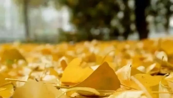 满城尽带黄金甲最美画面,满城尽带黄金甲拍摄地风景