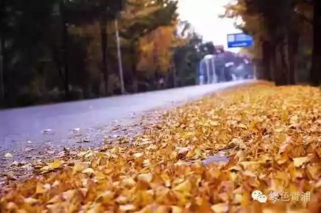 满城尽带黄金甲最美画面,满城尽带黄金甲拍摄地风景