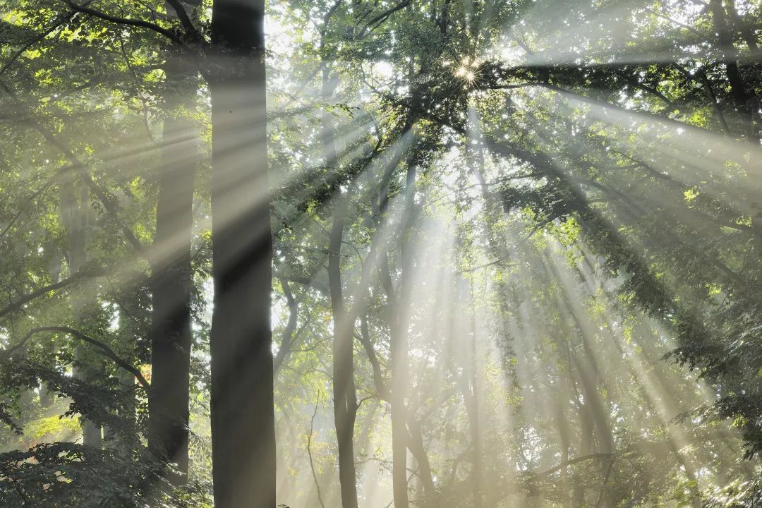 世界诱惑太多谁能坚持初心,晨读是最有价值的自律