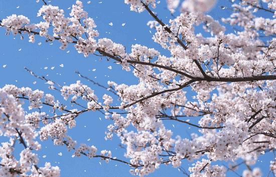 踏青赏花黄石,黄石境内有哪些适合踏青的好地方