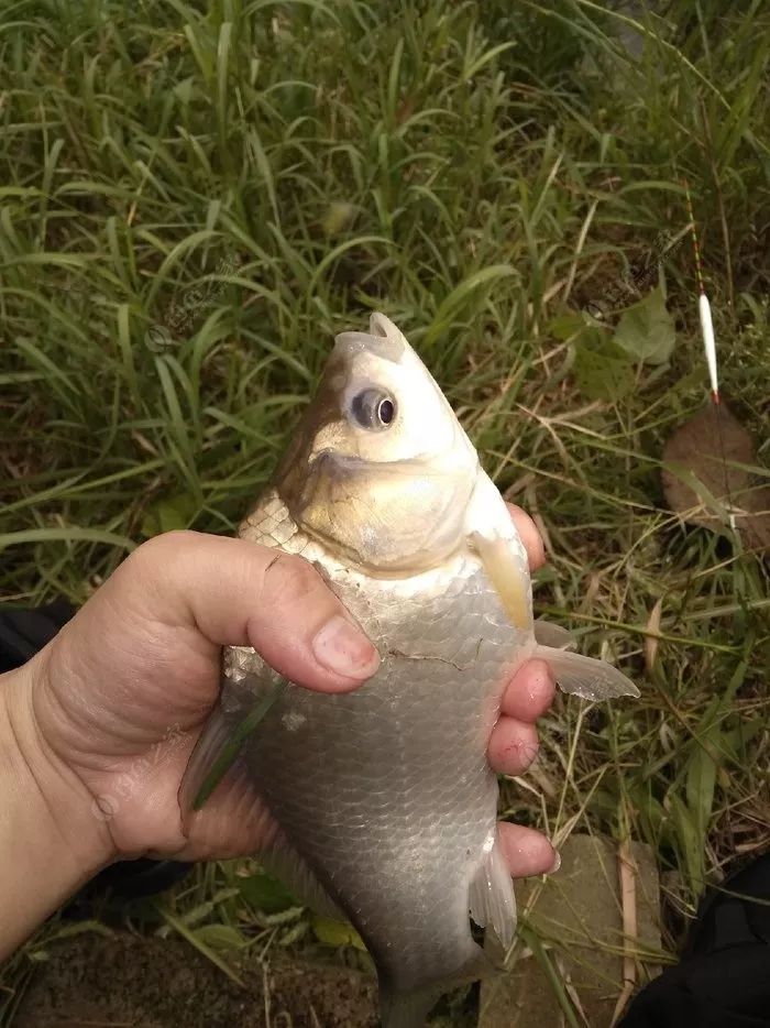 瑶柱钓鱼真实效果,干瑶柱钓鱼怎么样