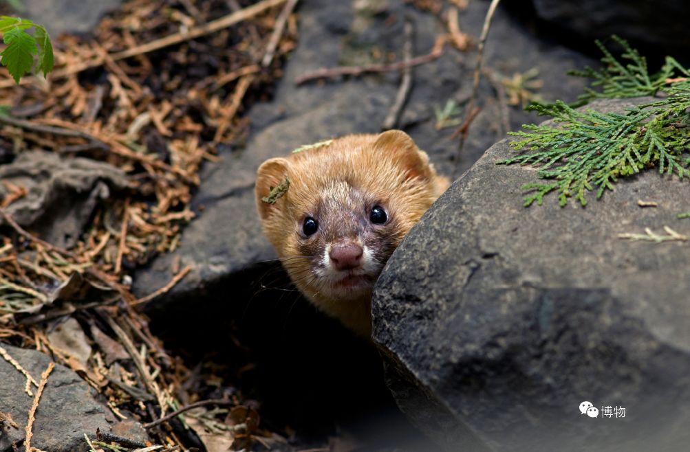 黄大仙很灵性,听说过黄大仙的故事