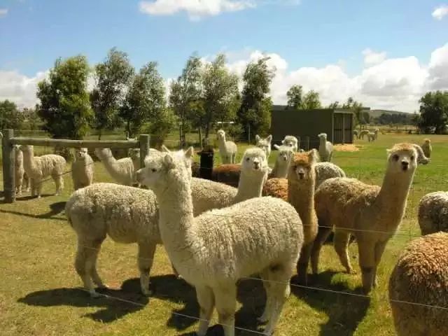 远洋地产最新消息大事件,远洋城最新进展