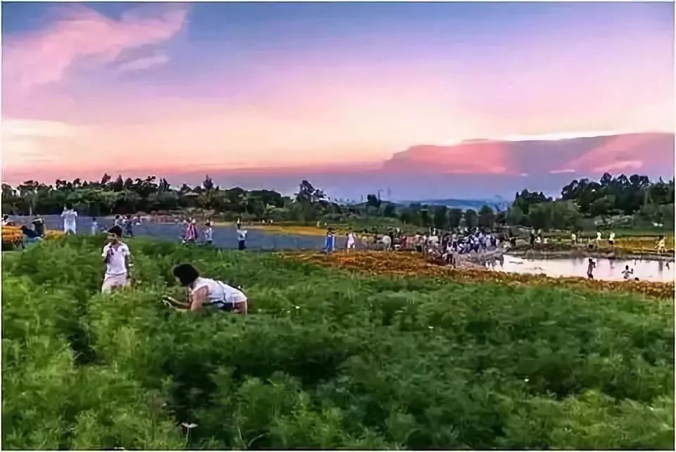 厦门人民公园最美风景照片,厦门集美杏林马銮湾环湾带状公园