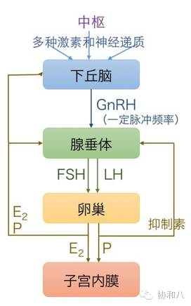 亲戚不来怎么办？｜朝花夕拾·协和八