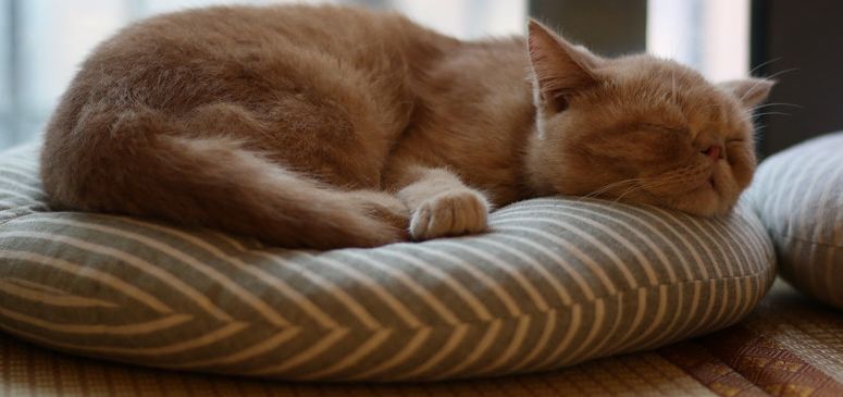 40岁女性莫名发烧,成年女性发烧38.8全身酸痛怎么办