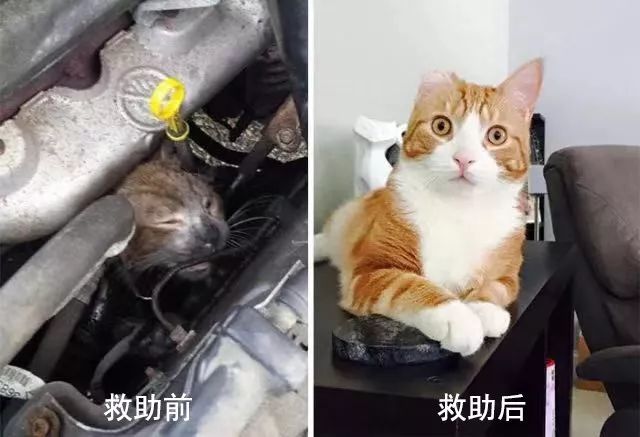 怎么处理小野猫,遇见小野猫怎么才能把它引过来呢