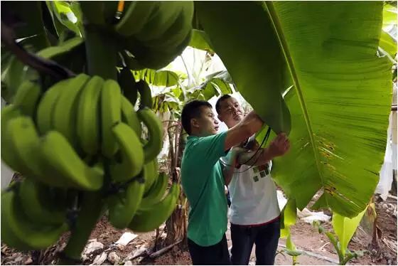 植保技术革命！有机硅、精油、有机氟等，谁将主宰500亿农业助剂市场？