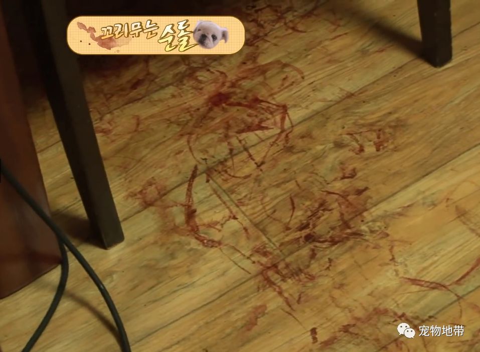 狗狗狂咬自己尾巴就算流血也不管病因让人意思不到