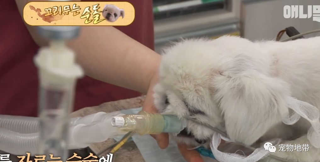 狗狗狂咬自己尾巴就算流血也不管病因让人意思不到