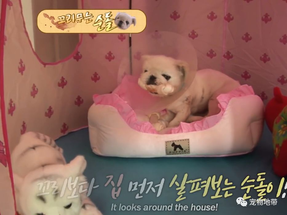 狗狗狂咬自己尾巴就算流血也不管病因让人意思不到