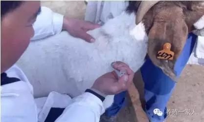 手把手教如何给羊注射药图文详解？