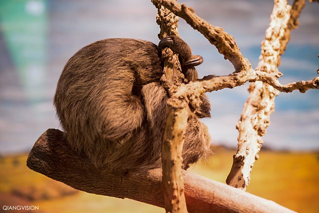 成都怎么玩一天一夜,如何在成都耍一天