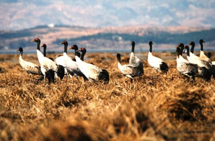威宁草海一日游最佳攻略,威宁草海之旅
