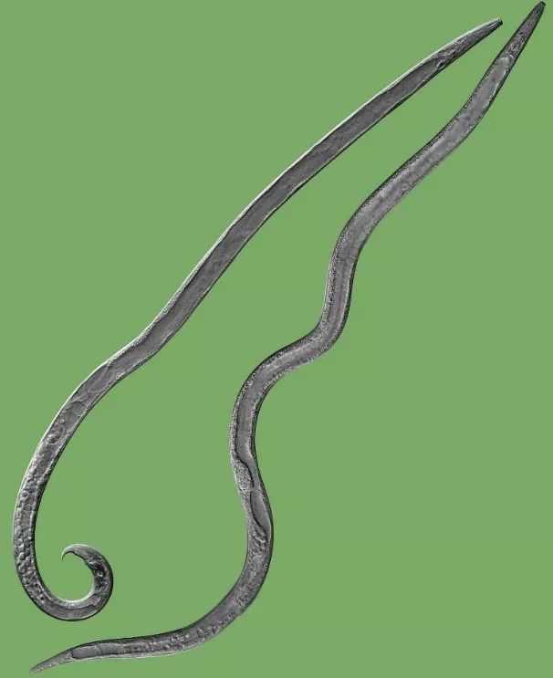 松树也变黄了,松树变红的原因