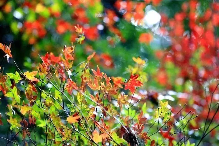 厦门云雾缭绕人间仙境山顶美景,厦门最美山上风景