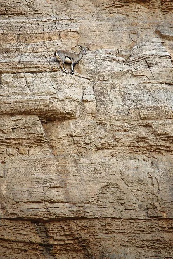 作为内蒙人，山羊这么牛的生物，竟然不了解？