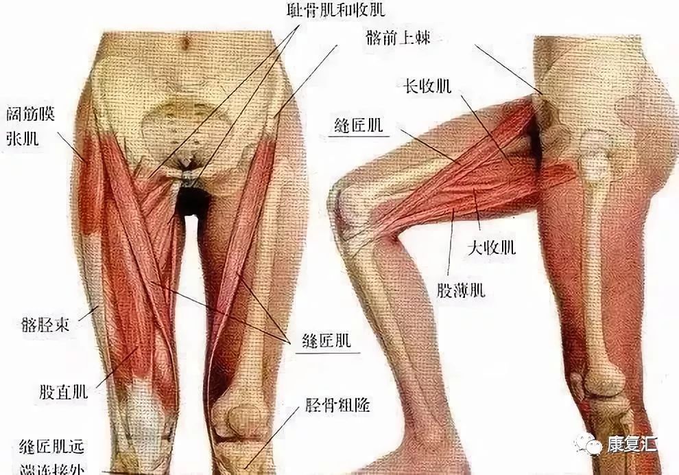 「康复技术」康复师必备掌握的筋膜手法松解康复术
