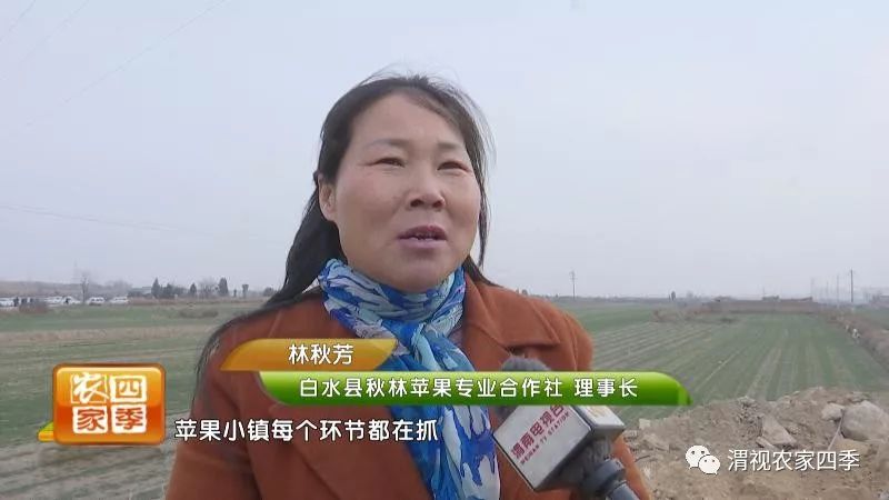 互联网苹果小镇接待中心,白水互联网苹果小镇招商直播