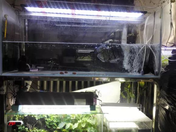 罗汉鱼失鳔症的鱼恢复要多久,罗汉鱼肠子掉出来还有救吗