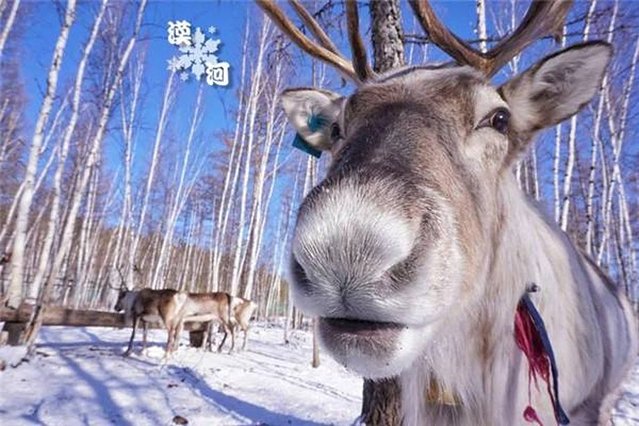 12月最火爆的热门旅行地，往北走，玩雪滑冰；往南走，温泉赏花