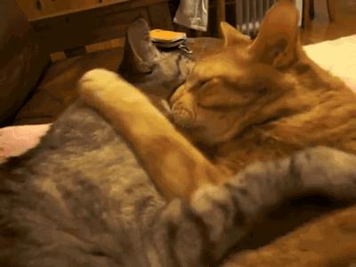 如何解决猫咪铲屎问题,当铲屎官犯二时猫咪在想什么