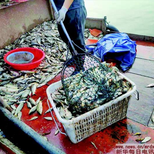 电鱼船摸黑“酷捕滥捞”,几秒钟让鱼虾蟹贝“断子绝孙”