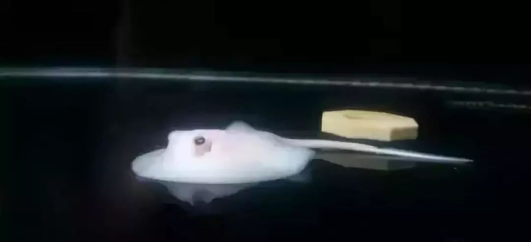 鱼种法拉利,观赏鱼有多美