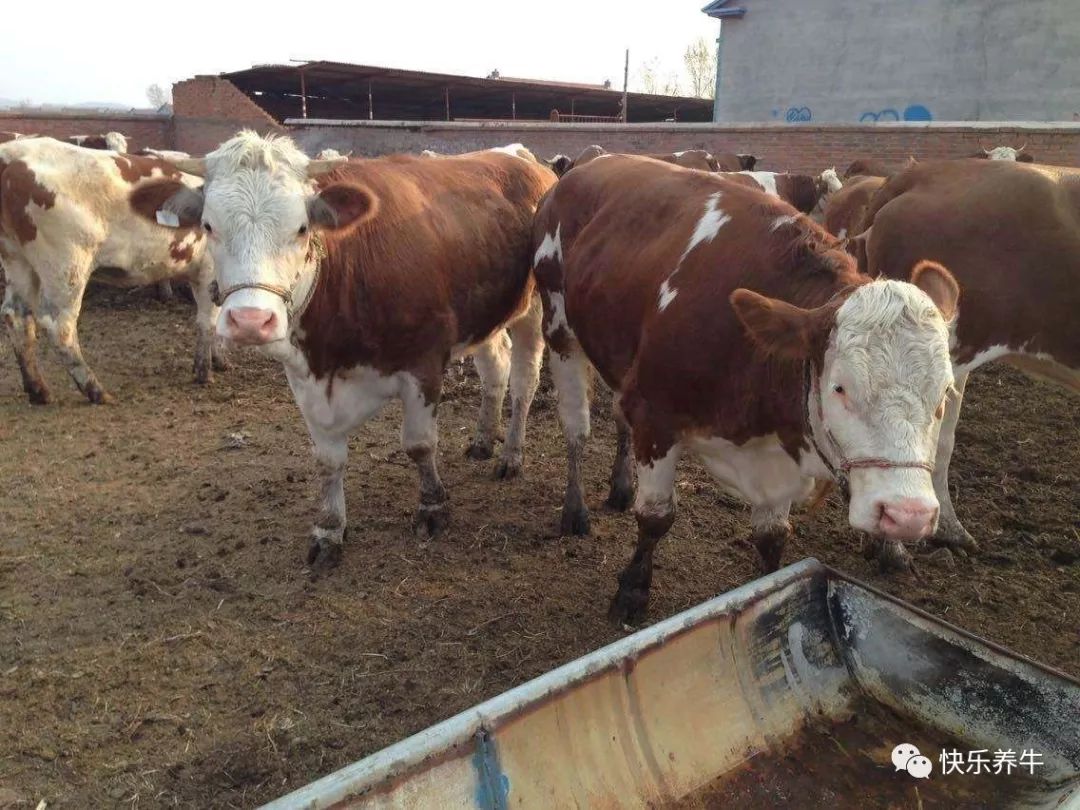 养牛专业知识和饲养方法是什么,养牛20只牛犊一年赚多少钱