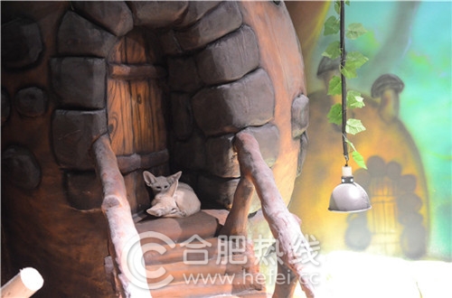 玛塔塔动物王国合肥,马塔塔动物王国室内