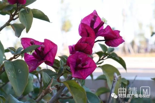 陆良一中景色照片,陆良一中校园风景