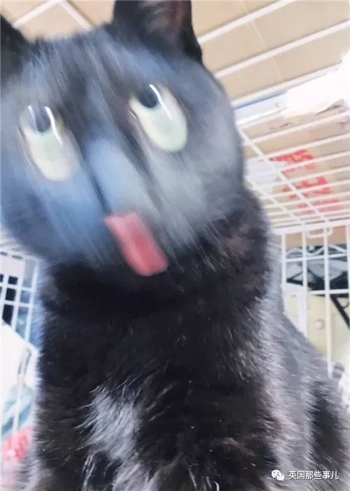 2018年在日推上“青史留名”的喵星人，引起舒适！