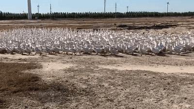 团｜《艾特熊和赛娜鼠》屡获国际大奖的温暖绘本+艺术儿童启蒙日历，爸爸陪娃的神器+用44只东北大白鹅，才攒出1床的鹅绒被
