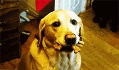 如何教狗狗不拴绳就紧跟你,狗狗戴项圈能不能解决牵绳不走