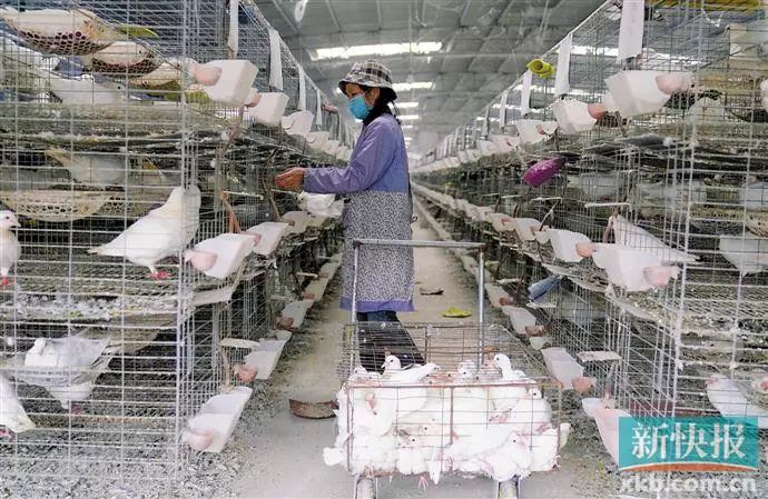 广州佛冈贫困村,广州荔湾帮扶清远连州