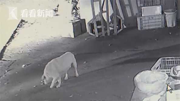 又蠢又坏！喂食土狗毒饵料后盗走贩卖嫌疑人自己还吃了点……