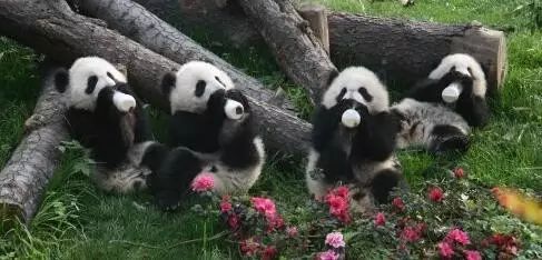 老外多爱猫咪,老外多爱中国