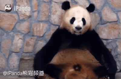 老外多爱猫咪,老外多爱中国