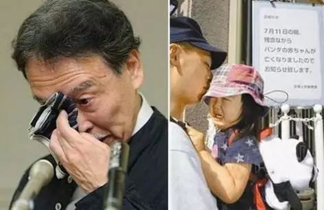 老外多爱猫咪,老外多爱中国