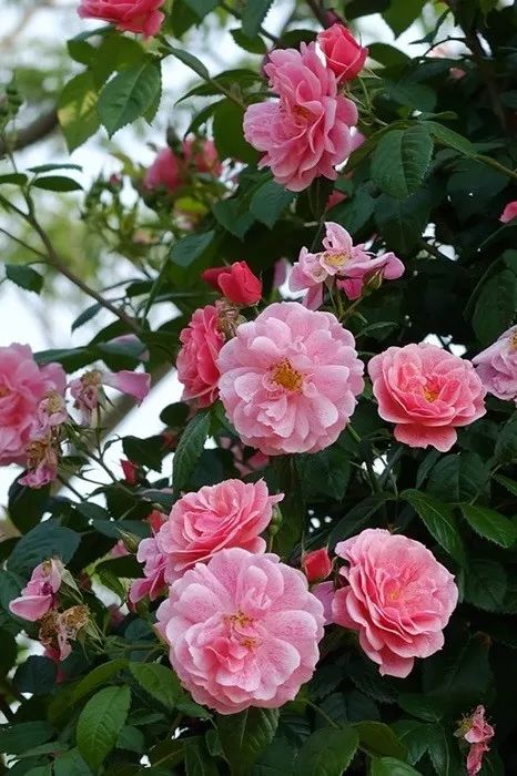 日本顶级微型月季,日本顶级盆栽大师