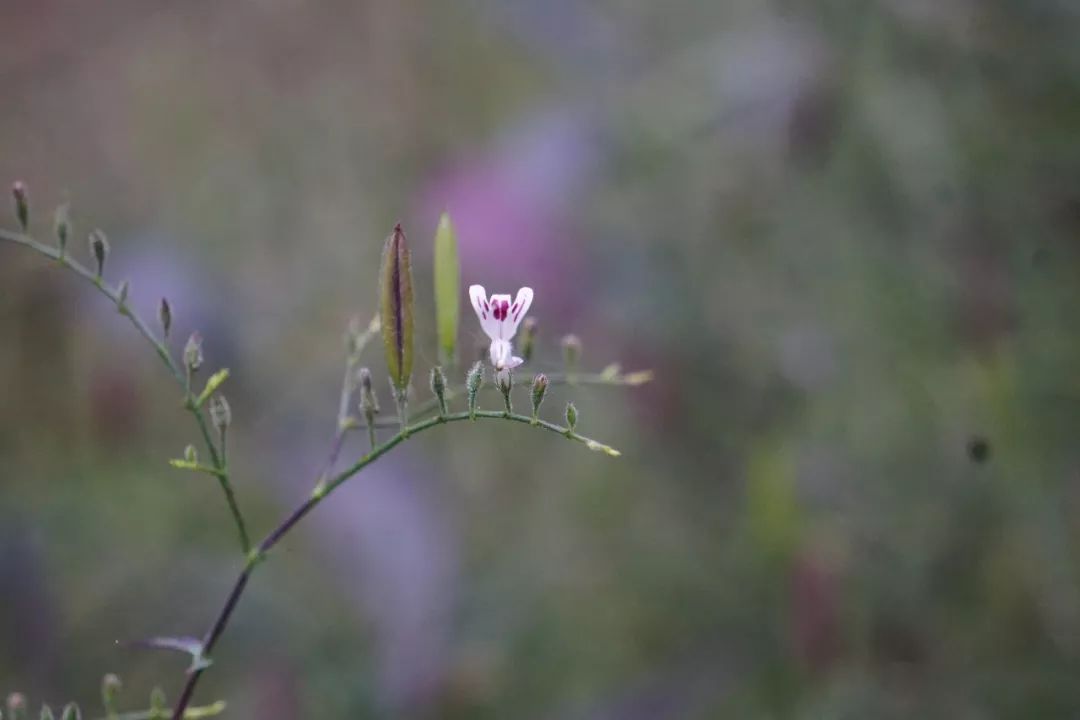 华南植物园吉祥花图片,华南植物园禾雀花观赏时间