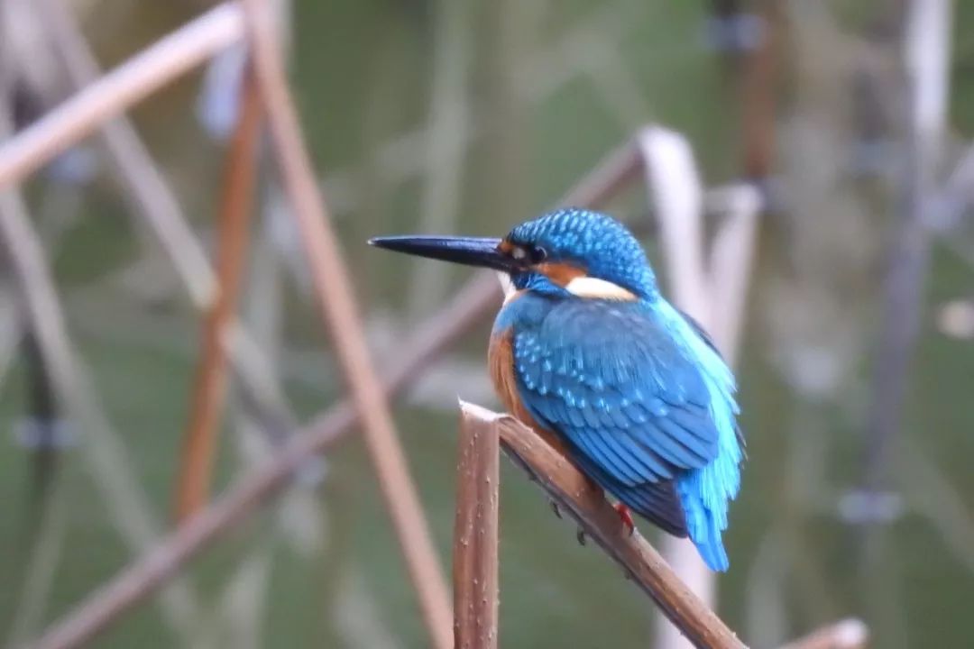 华南植物园吉祥花图片,华南植物园禾雀花观赏时间
