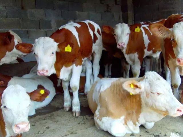 怎样买牛才能买到好牛,如何买牛不入坑