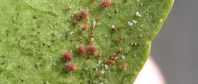 矿物油真的安全吗,为什么矿物油不建议用