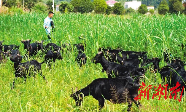 浏阳黑山羊特产,浏阳市黑山羊标志